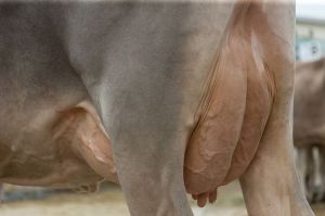 k-005Schneuter jngere Dally VIAMALA-ET_02